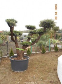 olea europea bonsai pom-pom